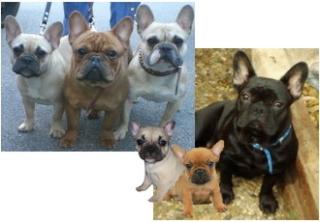 Französische Bulldoggen Wuffis