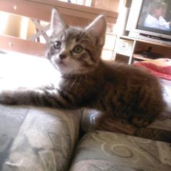 Lissy sucht zu Hause