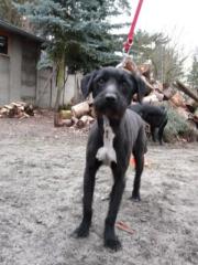 Schnauzermix Rüde DRINGEND