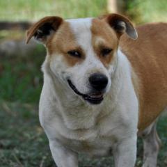 Christoph - nicht unbedingt ein Anfängerhund