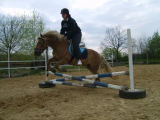 Suche reitbeteiligung