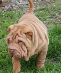Sharpei Welpen