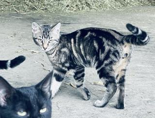 Katzenkinder suchen liebes Zuhause