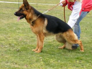 Schaeferhundewelpen aus Top-Verpaarung