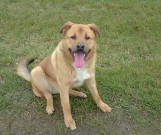 Leonberger / Schäferhund Mix