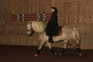 BIETE REITBETEILIGUNG auf Sport- HAFLINGER
