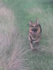 Reinrassiger Deutscher Schäferhund sucht Deutsche Schäferhündin