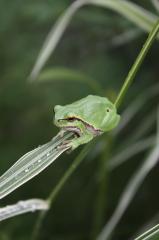 Europäische Laubfrösche Hyla arborea abzugeben