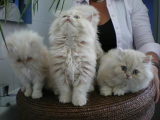 Perserbabys