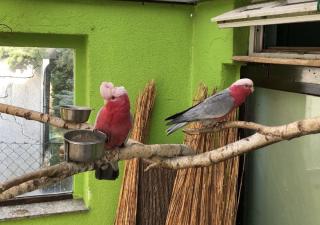 Rosa Kakadu Hahn 6 Jahre