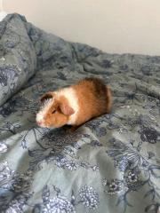 Meerschwein Teddy Weibchen