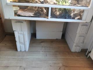 Kornnatter mit Terrarium