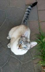 Suche/Vermisst Kater/Katze Siam-Mix Kion Belohnung