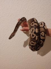 Königspython python reigus / 1. 0 Mojave Ball / Männlich / NZ 2014