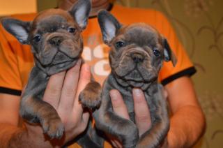 Französische Bulldogge