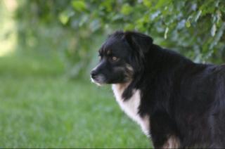 Australian Shepherd Hündin mit Papieren