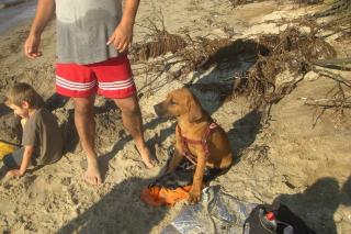 Rhodesian-ridgebackmix