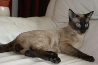 Deckkater Thai/Siam alter Typ in seal-point, biete seine Dienste an