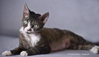 Devon Rex Mädchen sucht Freigängerplatz