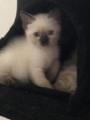 Siam Kitten Baby - zu verkaufen