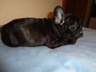 Französische Bulldogge welpen