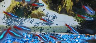 Neon tetra . Panzerwels . Welse. CPO Krebse