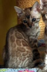 Bengal Kitten aus liebevoller, langjähriger Zucht in Snow sowie klassisch black