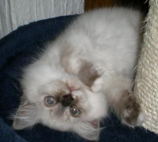 Tolles Selkirk Rex straight langhaar Kitten sucht Schmuseplatz