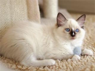 Zauberhafte Ragdolls