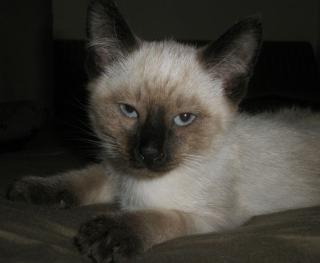 Superknuffige Siamkitten Thaikitten abzugeben