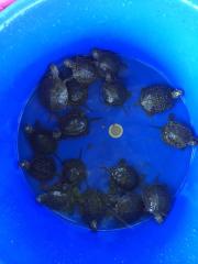 Europäische Sumpfschildkröten abzugeben