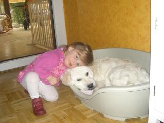 Liebevoller und wunderschöner Golden Retriever abzugeben