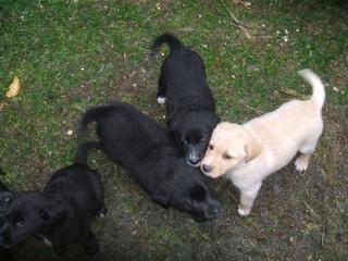 Süße Labrador-Mischlingswelpen