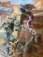 Boa Constrictor Imperator