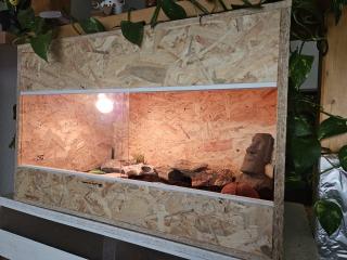 Leopardgecko mit Terrarium