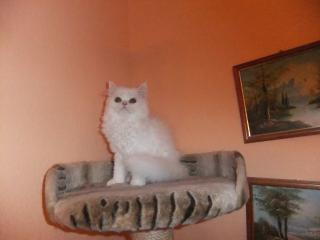 Perser, perserkatzen Babys
