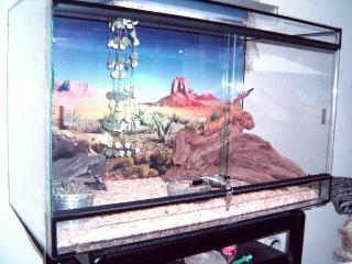 Terrarium 5 Leopardgeckos