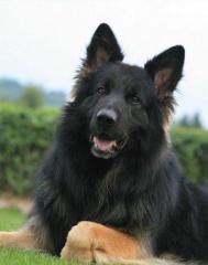 Süße Altdeutsche Schäferhund Welpen abzugeben