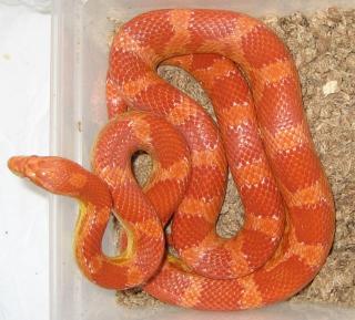 1. 1 het. Mandarin Motley NZ 2021 und 1. 1 Granite Anery Bloodred NZ 2021