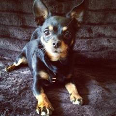 Chihuahua sucht LIEBEVOLLE Familie