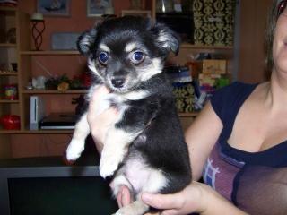 Chihuahua-Welpe