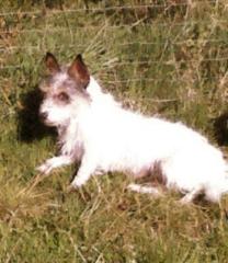 Jackrussellhündin