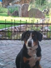 Entlebucher Bruno sucht Anschluss