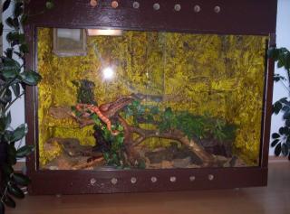 4 Kornnattern inklusive 2 Eigenbauterrarien PLZ 85716
