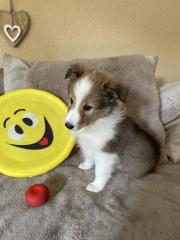 Süße Sheltie Welpen suchen einen Platz zum kuscheln