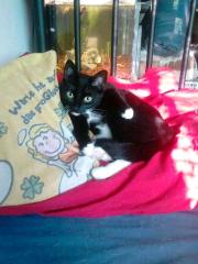 Suche Die neue Familie von Lillie und Cassy Tierheim Gelnhausen