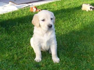 9 süße Golden Retriever Welpen suchen liebevolles zu Hause.