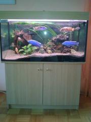 Aquarium mit Malawiseechichliden