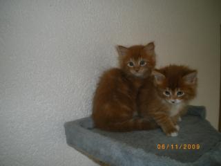 4 Maine Coon Kitten suchen neues zuhause