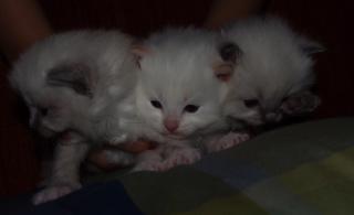 SONDERPREIS Katzenbaby s mit Suchtgefahr Ragdoll suchen liebevolle Dosenöffn